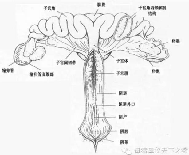 母猪有难“炎”之隐，如何一冲了之？