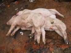 心肌炎引起死亡的猪.jpg