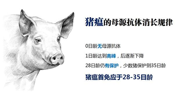 为什么我们拥有“最好的”猪瘟疫苗，养猪人依然深受猪瘟之害？