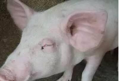 仔猪水肿病和猪伪狂犬病你真的能分得清吗
