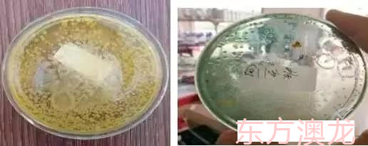 弧菌.jpg