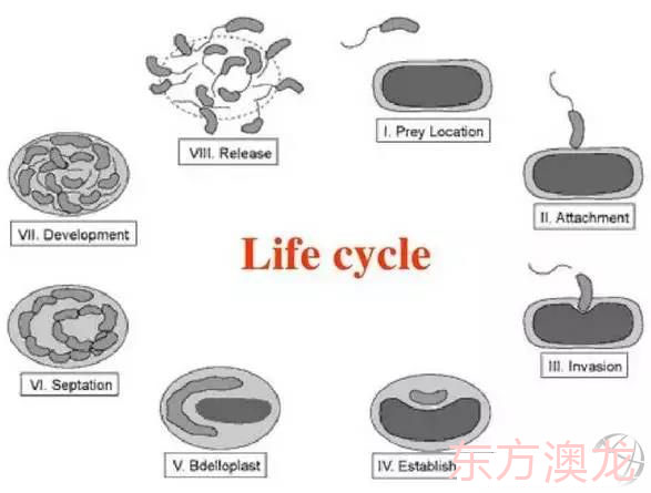作用机理.jpg