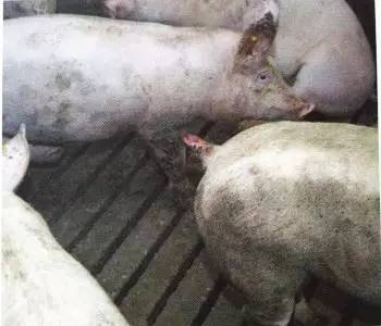面对猪咬尾，我们能怎么做？